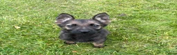 German Shepherd dogs for sale: STRONG ALERT PUPS - Advert 1