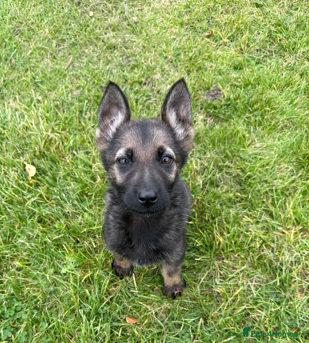 German Shepherd dogs for sale: STRONG ALERT PUPS - Advert 1