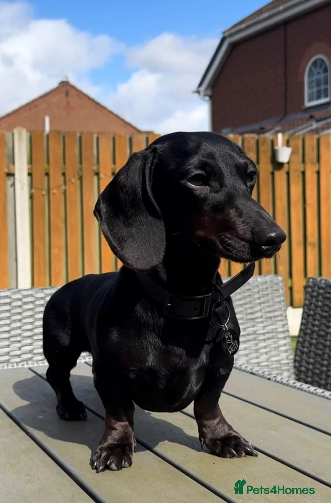 Miniature Dachshund dogs for stud: 🖤🌟𝐖𝐀𝐋𝐓𝐄𝐑🌟🖤 - Advert 12