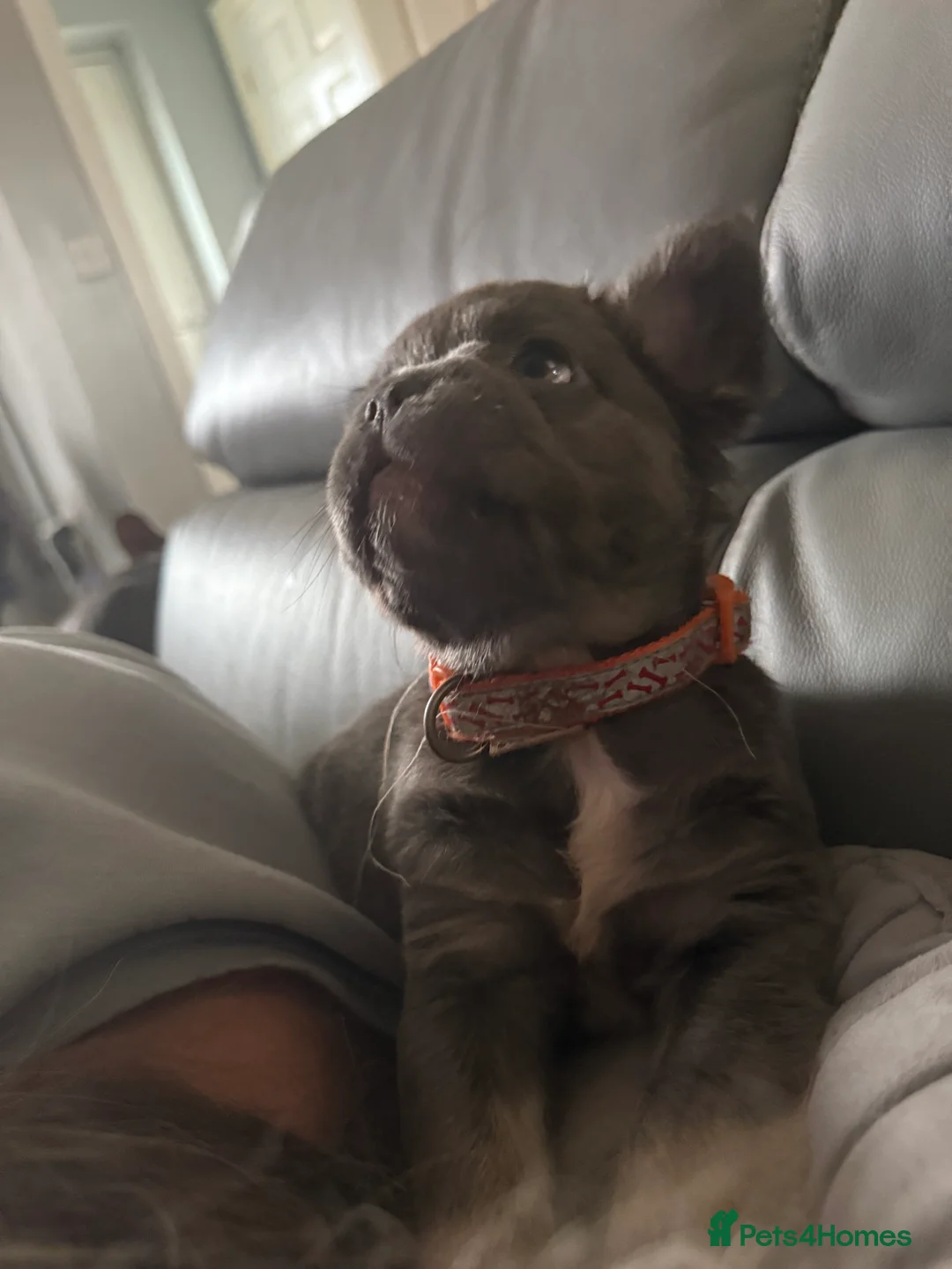 French Bulldog dogs for sale: French bulldogs  - Advert 20