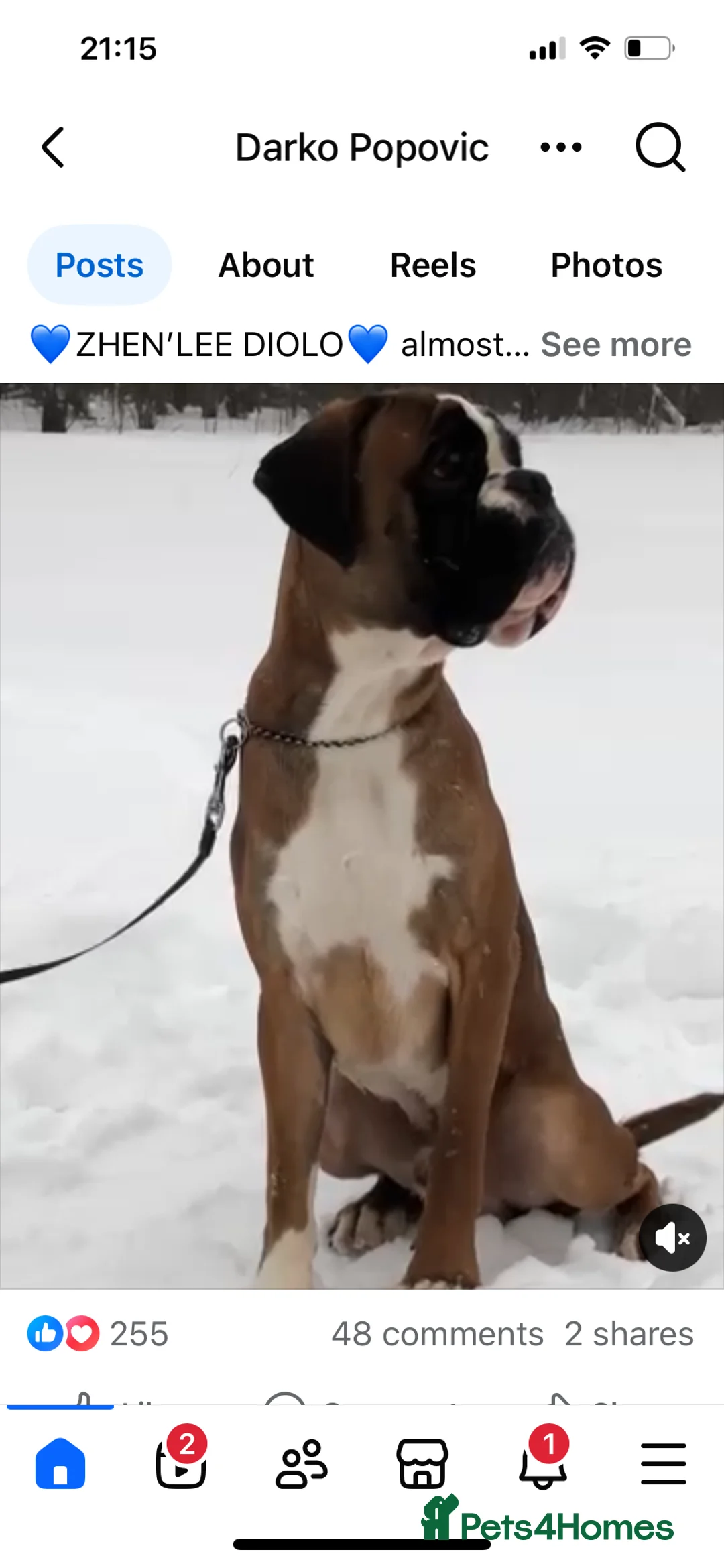 Boxer dogs for stud: Extensively Health Tested European Stud in Cardiff - Advert 6