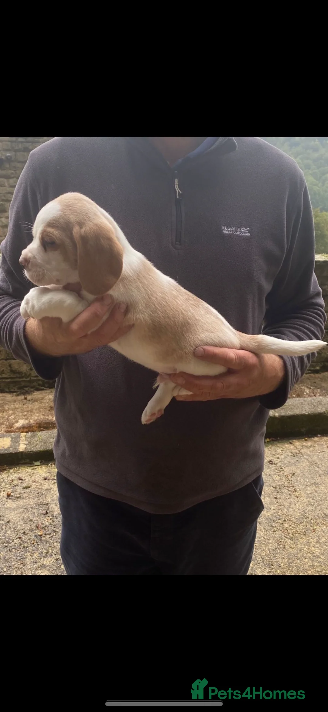 Beagle dogs for stud: White and Tan Beagle for Stud ONLY in Huddersfield - Advert 9