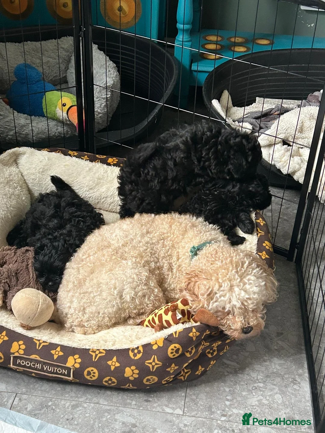 Mixed Breed dogs for sale: Pomapoo  in Coventry - Advert 1