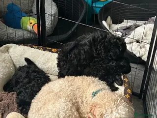 Mixed Breed dogs Pomapoo - Advert 1