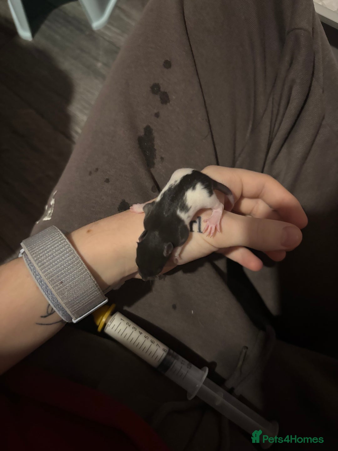 Rat rodents for sale: BABY RATS FOR SALE ( end of jan / start of feb) - Advert 17