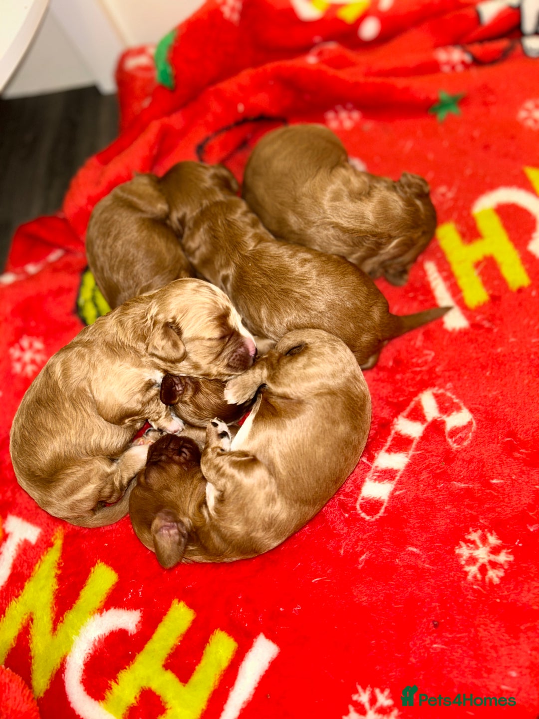 Cavapoo dogs for sale: Cavapoo puppies  - Image 3