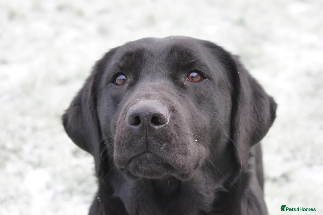 Labrador Retriever dogs for sale: Traditional Stocky Golden Labradors  - Advert 1