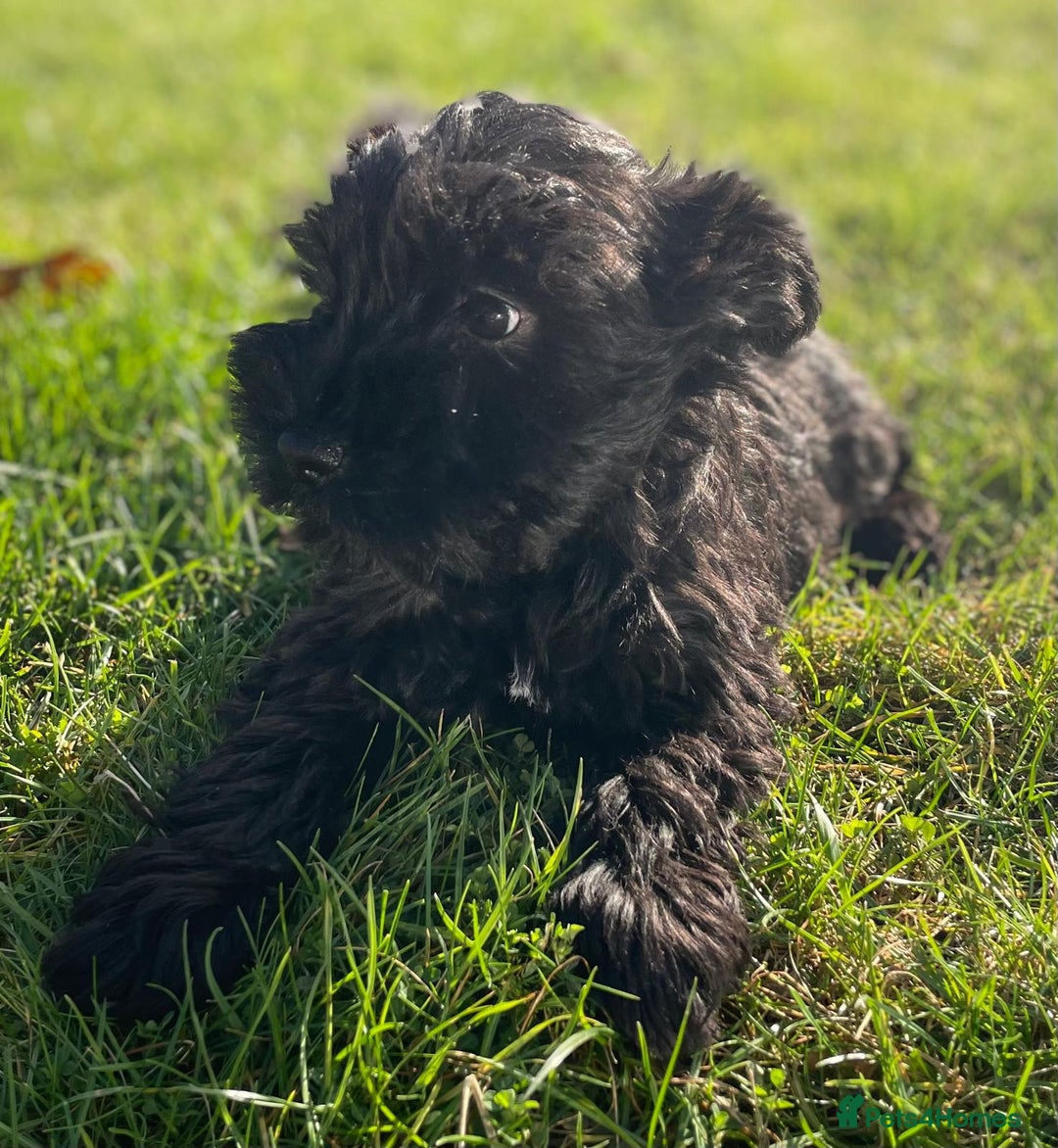 Miniature Schnauzer dogs for sale: KC Pedigree Mini Schnauzer - Advert 28