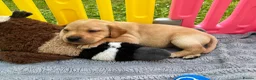 Labrador Retriever dogs for sale: 2 Boys Left red/Yellow KC Labrador puppies  - Advert 12