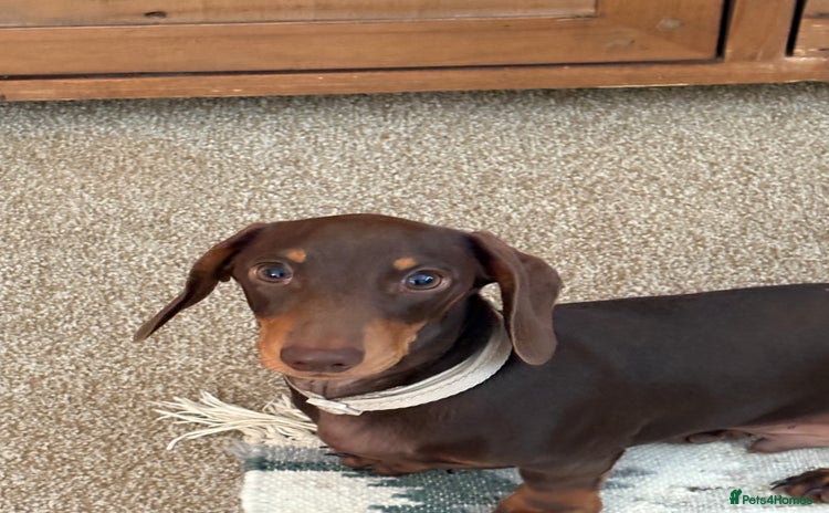 Miniature Dachshund dogs - Advert 15