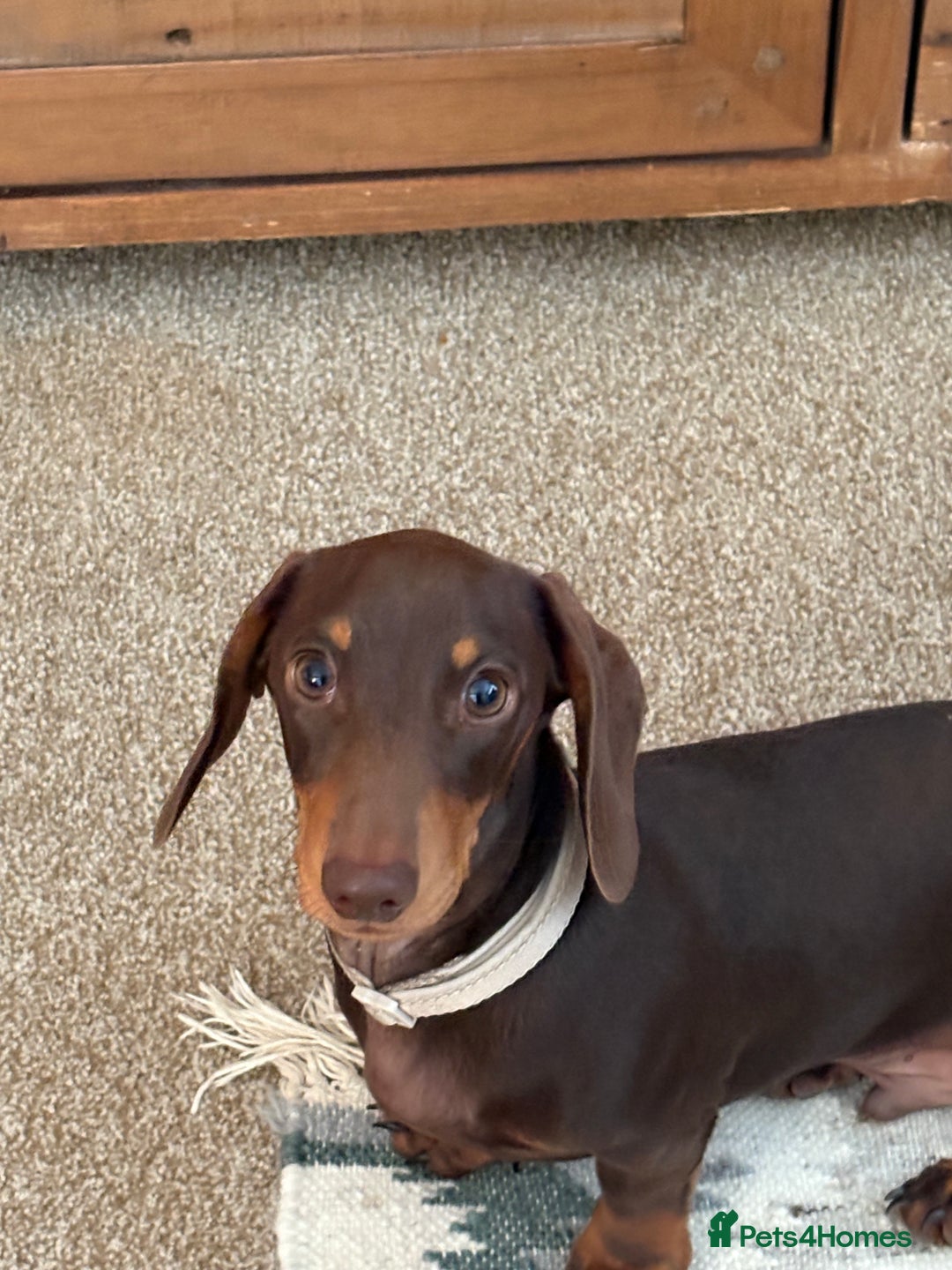 Miniature Dachshund dogs for sale: KC Miniature Dachshund  - Image 1