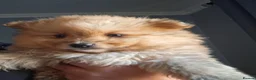 Pomeranian dogs for sale: 5 Beautiful pomeranian puppies in Durham - Advert 4