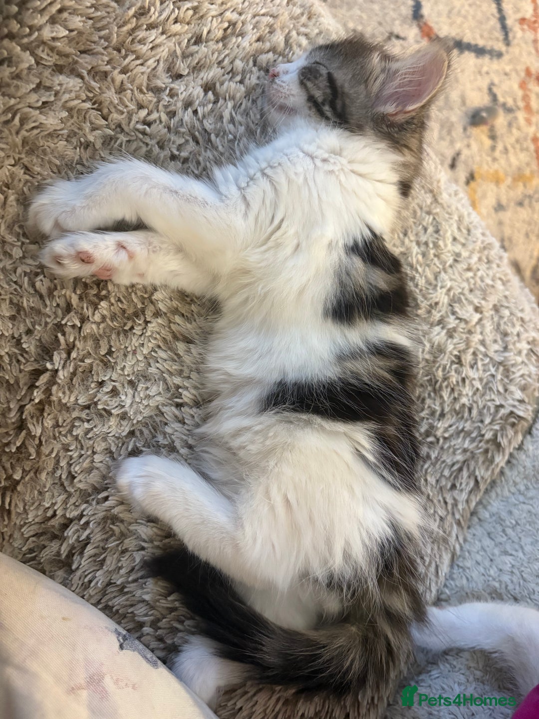 Mixed Breed cats for sale: Beautiful long and short haired kittens  - Advert 25