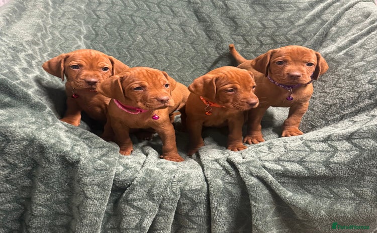 Hungarian Vizsla dogs - Advert 11