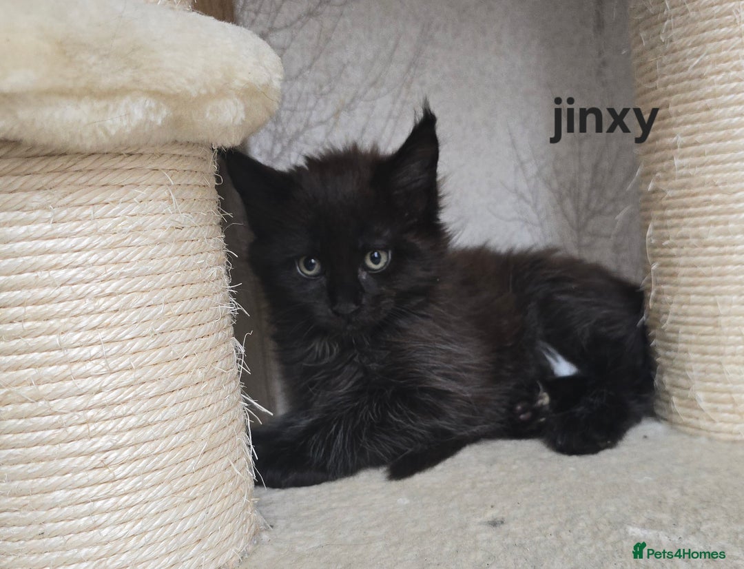 Maine Coon cats for sale: Maine Coon Kittens Polydactyl Russian line - Image 34