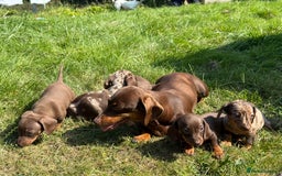 Miniature Dachshund dogs for sale: Exceptional miniature dachshund puppies - Image 10