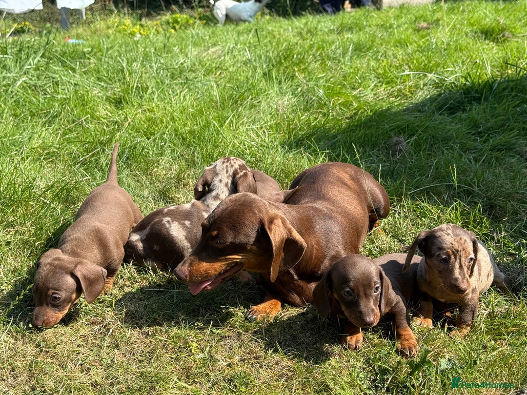 Miniature Dachshund dogs for sale: Exceptional miniature dachshund puppies - Image 10