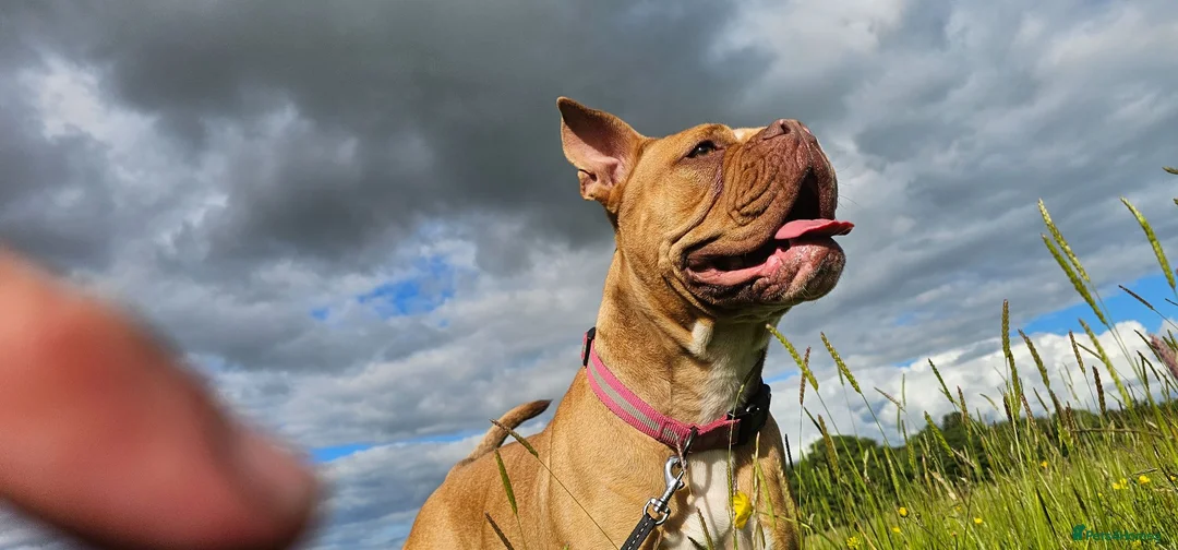 Dogue De Bordeaux dogs for sale: Dog de bordeaux  - Advert 2