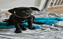 Cane Corso dogs for sale:  Cane corso puppies in Sheffield - Image 4