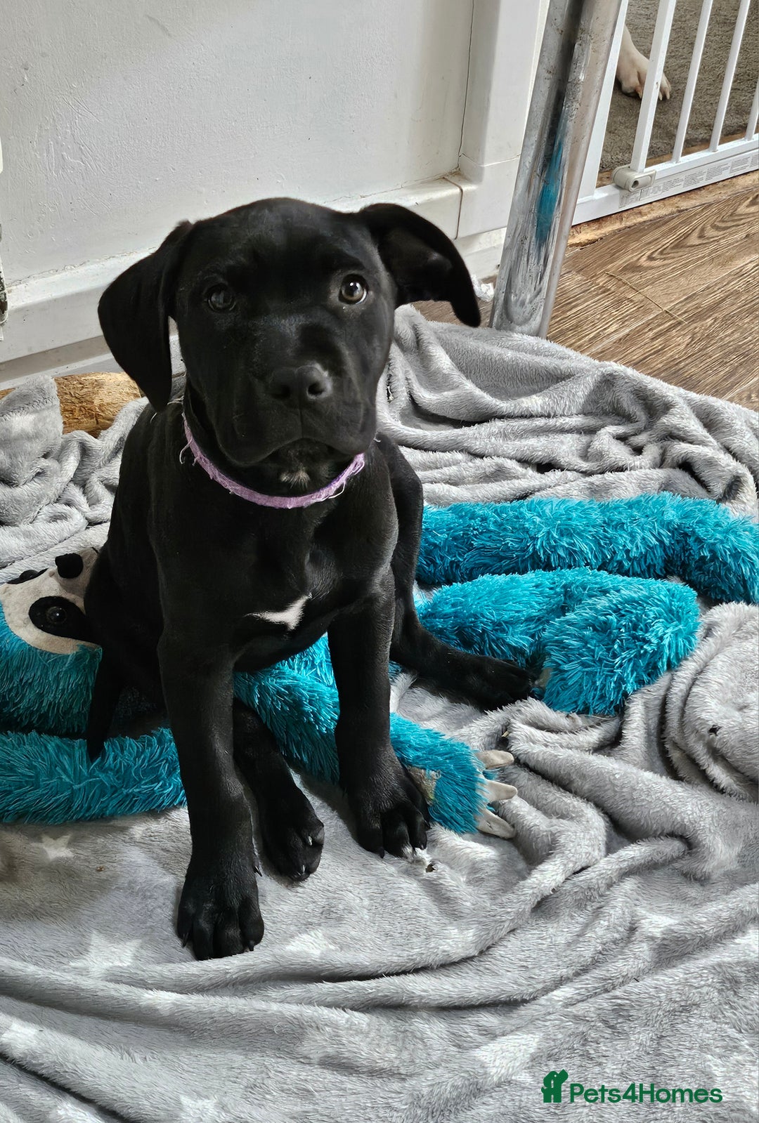 Cane Corso dogs for sale:  Cane corso puppies in Sheffield - Image 4