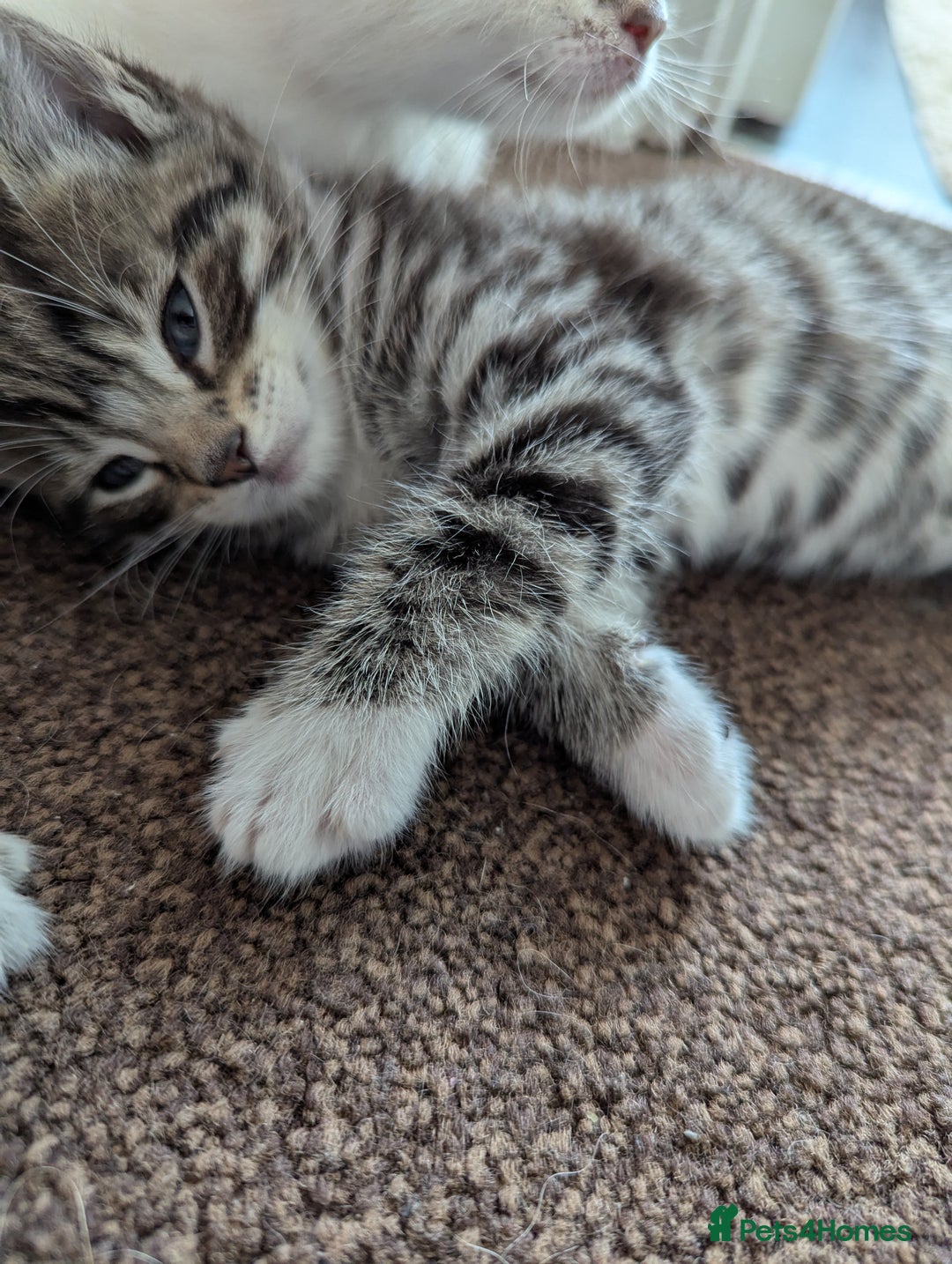 Ojos Azules cats for sale: beautiful Male Kitten - Image 8