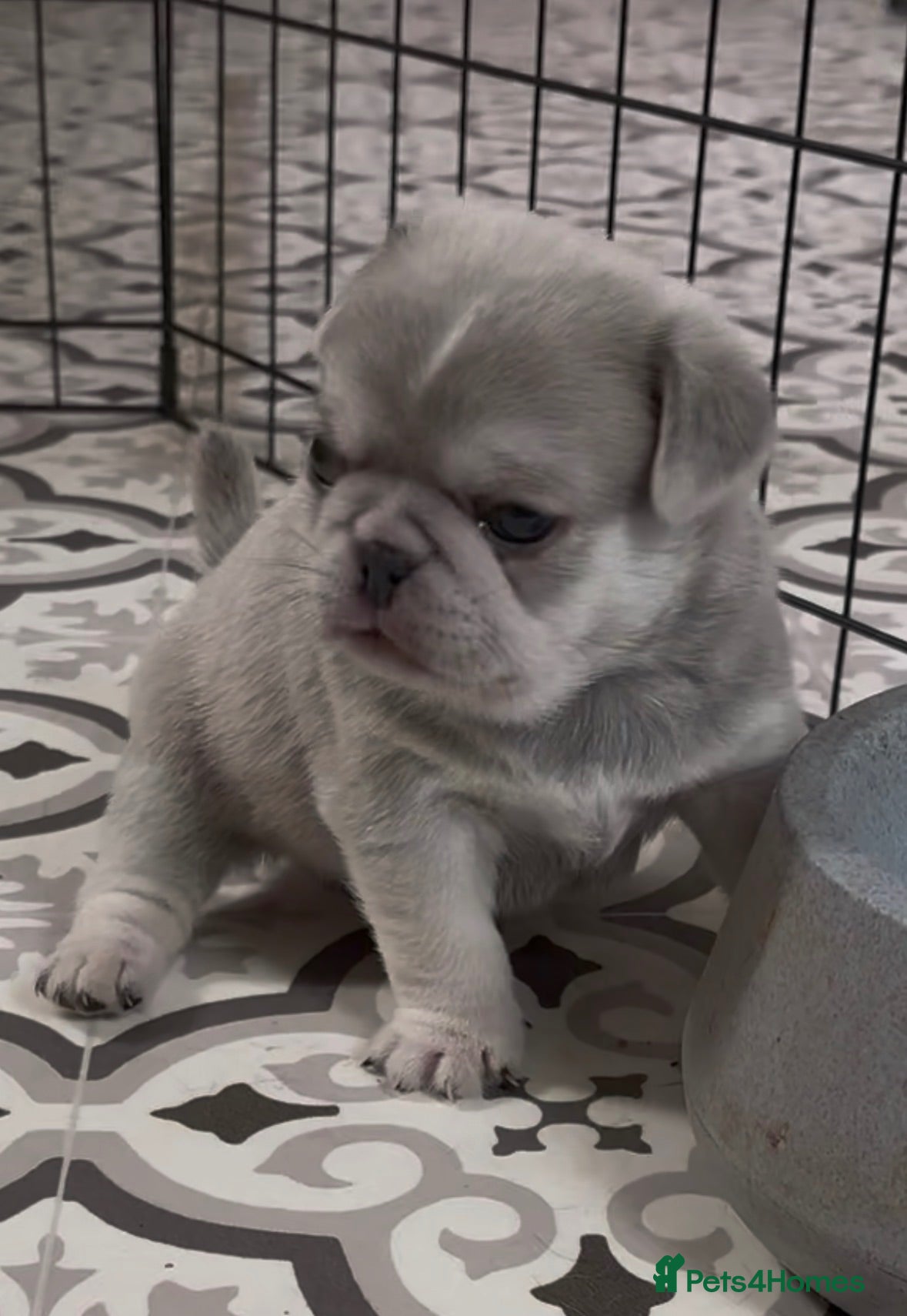 Pug dogs Pug Puppies - Advert 2