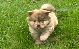 Chow Chow dogs for sale: Exotic colour chowsky puppies for sale  - Image 1