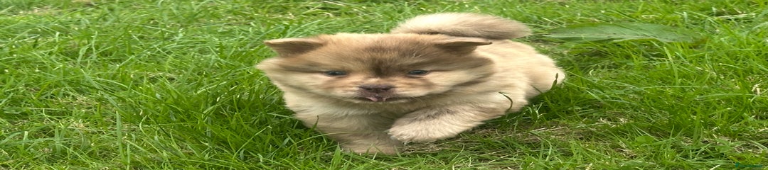 Puppy 1