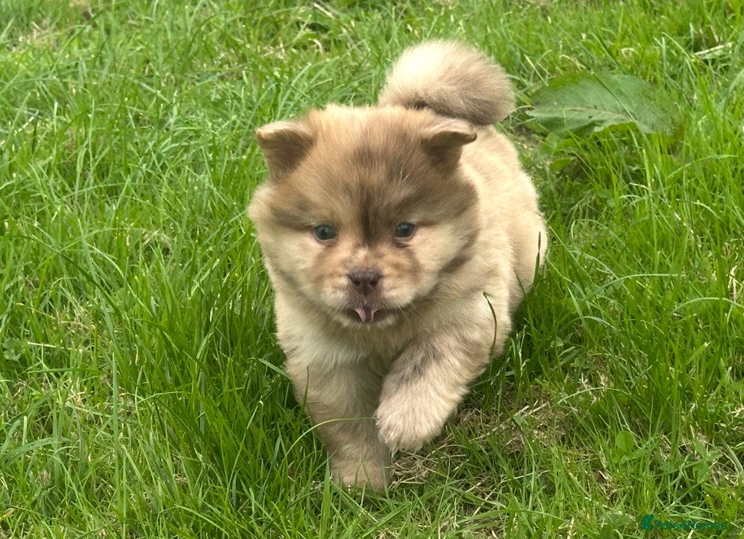 Chow Chow dogs for sale: Exotic colour chowsky puppies for sale  - Image 1