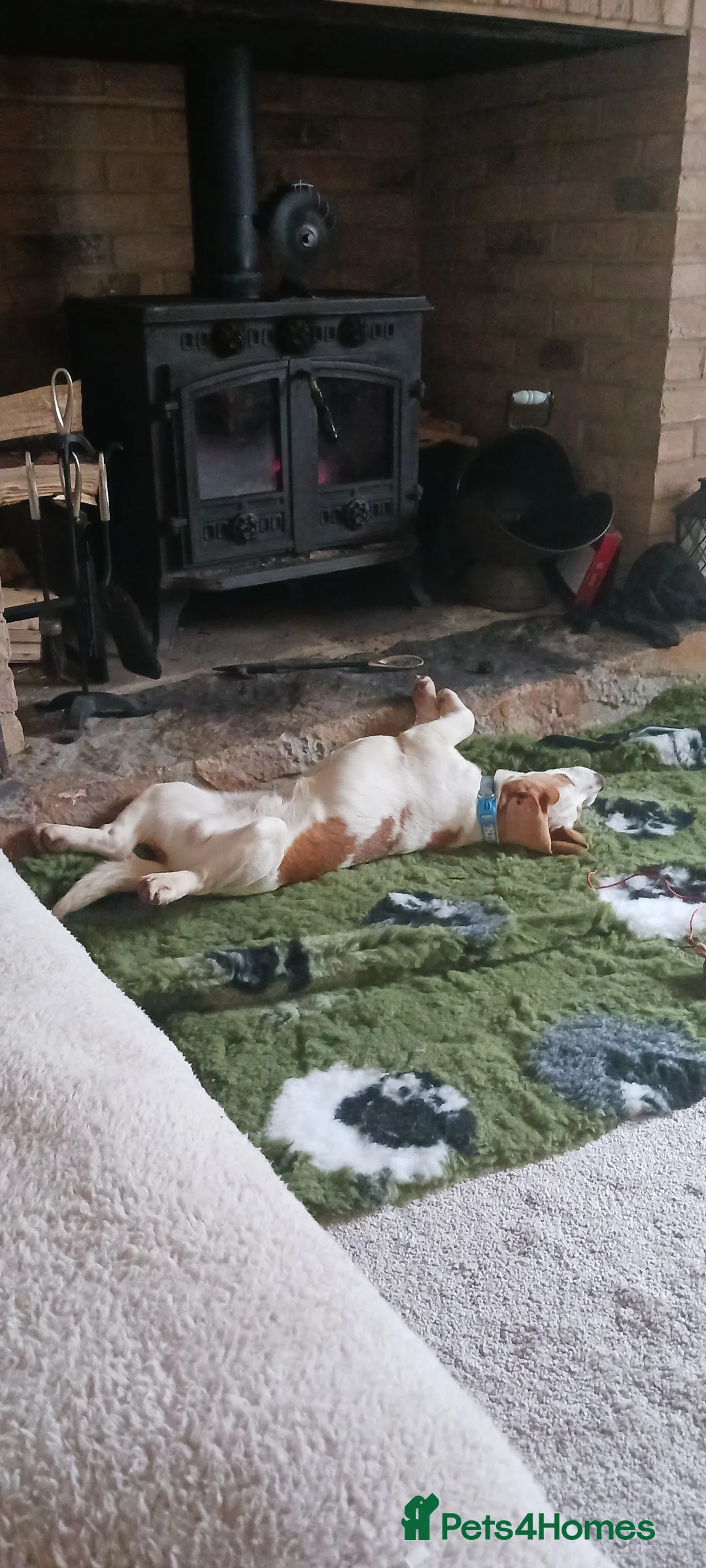 Beagle dogs for sale: Beagle boy - Advert 5