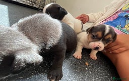 Jack Russell dogs for sale: 2 puppies for sales - Image 22