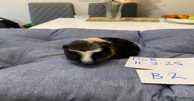 Guinea Pig rodents - Advert 1