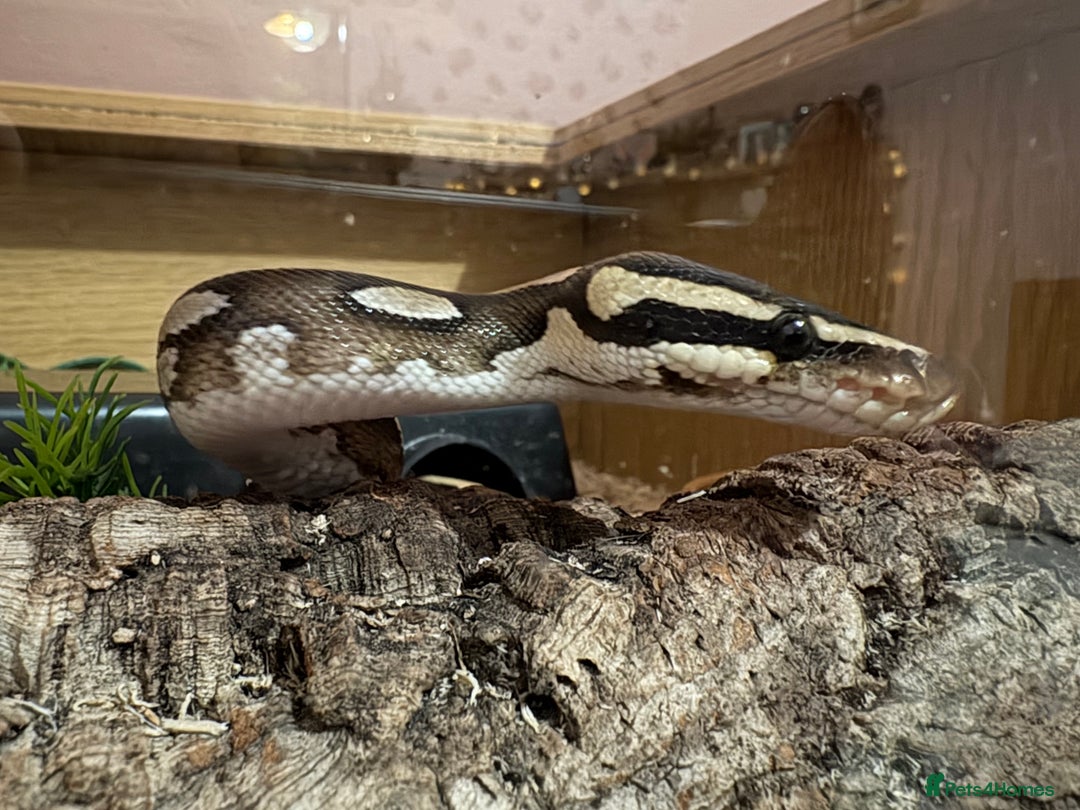 Python Snake reptiles for sale: Male Royal Python - Advert 2