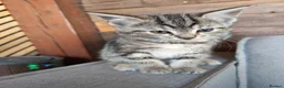 Mixed Breed cats for sale: Four kittens  - Advert 11