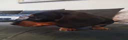 Miniature Dachshund dogs for sale: MINIATURE DACHSHUND! - Advert 16