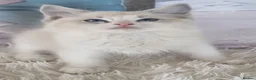 Ragdoll cats for sale: 💕Cute Champion line Ragdolls Kittens 💕 - Advert 2