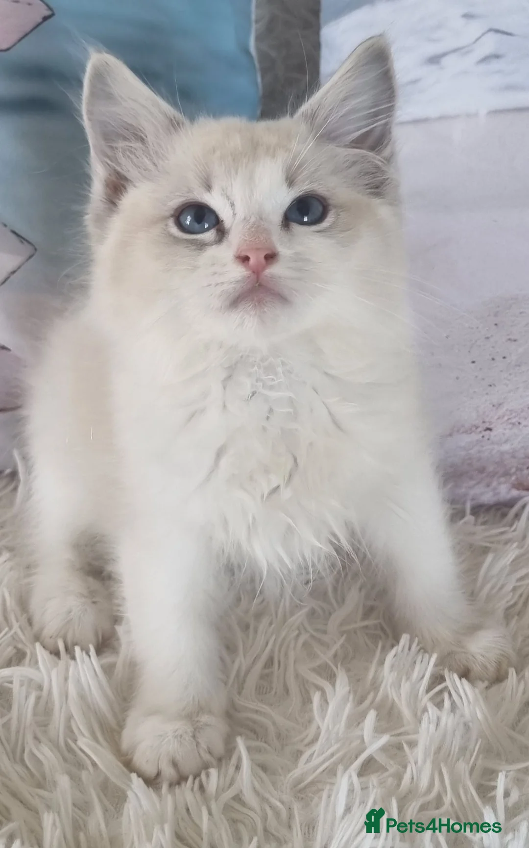 Ragdoll cats for sale: 💕Cute Champion line Ragdolls Kittens 💕 - Advert 2