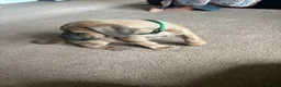 Cane Corso dogs for sale: Grand champion bloodline Cane Corso puppies  - Advert 25