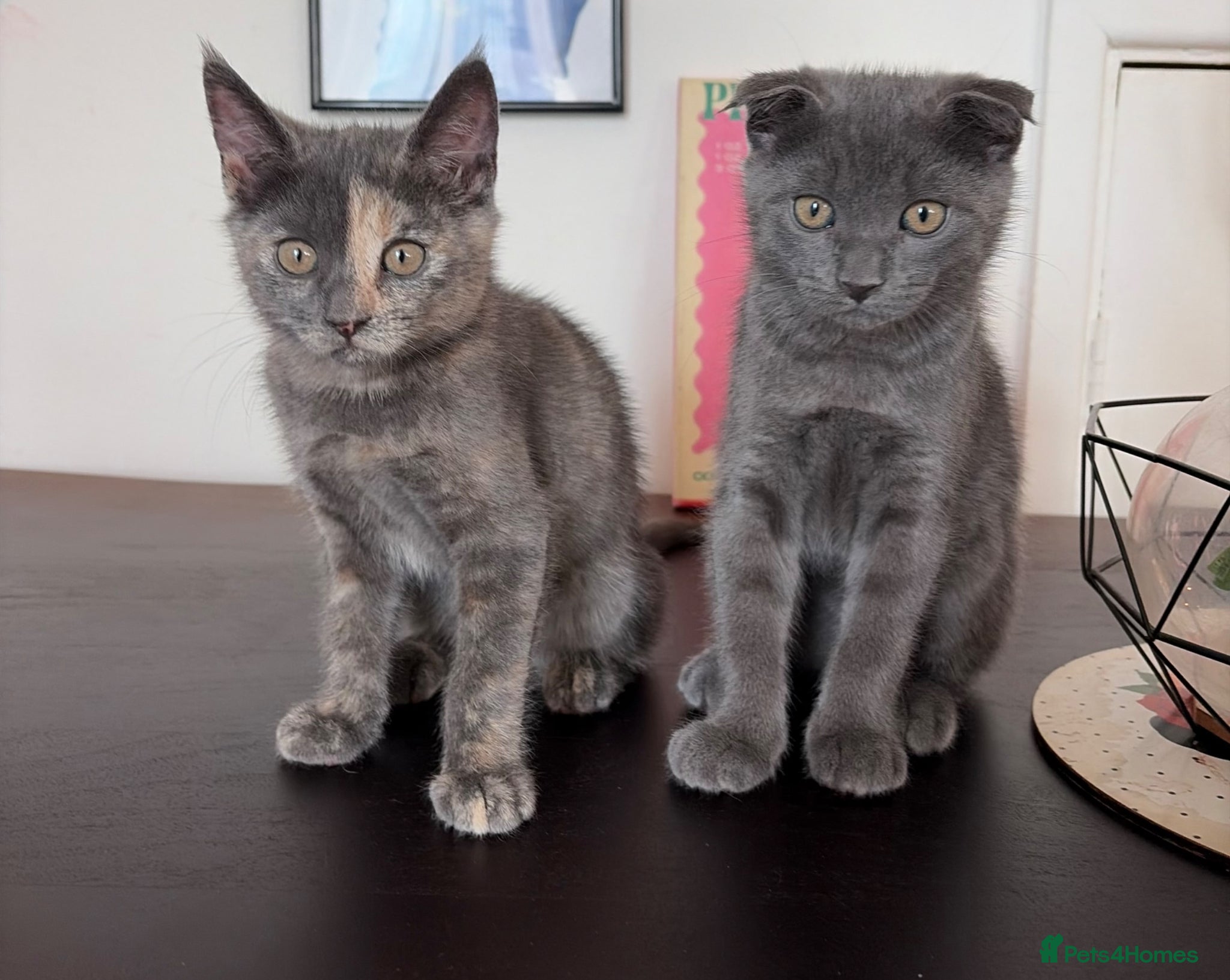 Scottish Fold cats for sale: ONLY NOW 2 LEFT Scottish Fold Kittens - Advert 2