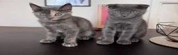 Scottish Fold cats for sale: 2 Scottish Fold Kittens - Advert 2