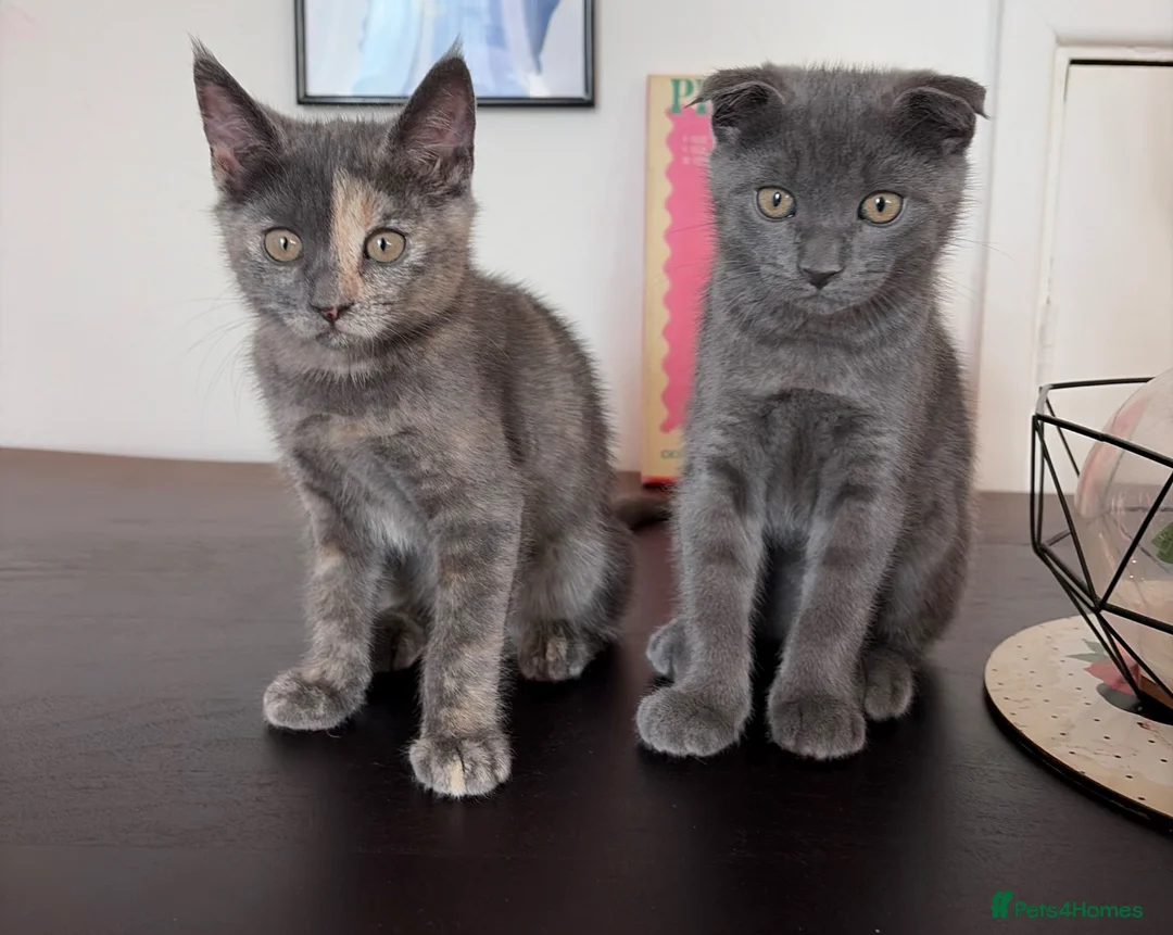 Scottish Fold cats for sale: 2 Scottish Fold Kittens - Advert 2