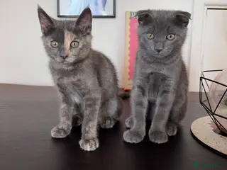 Scottish Fold cats for sale: ONLY NOW 2 LEFT Scottish Fold Kittens - Advert 2