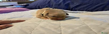 Labrador Retriever Puppy 3