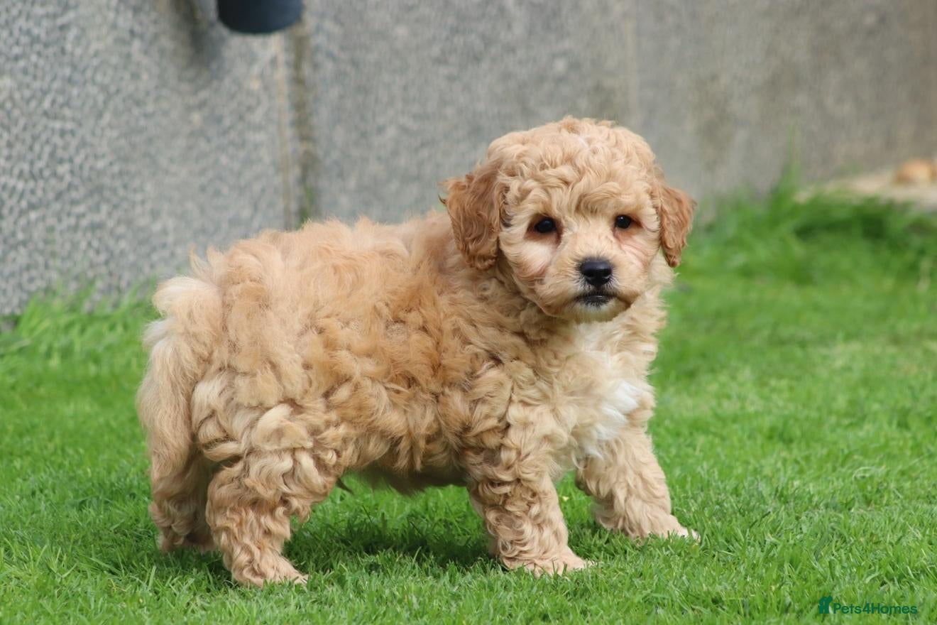 Poochon dogs Beautiful Poochon puppies for sale  - Advert 1