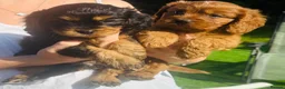 Cavapoo dogs for sale: Fully tested Cavapoo’s F1 💙❤️ - Advert 1