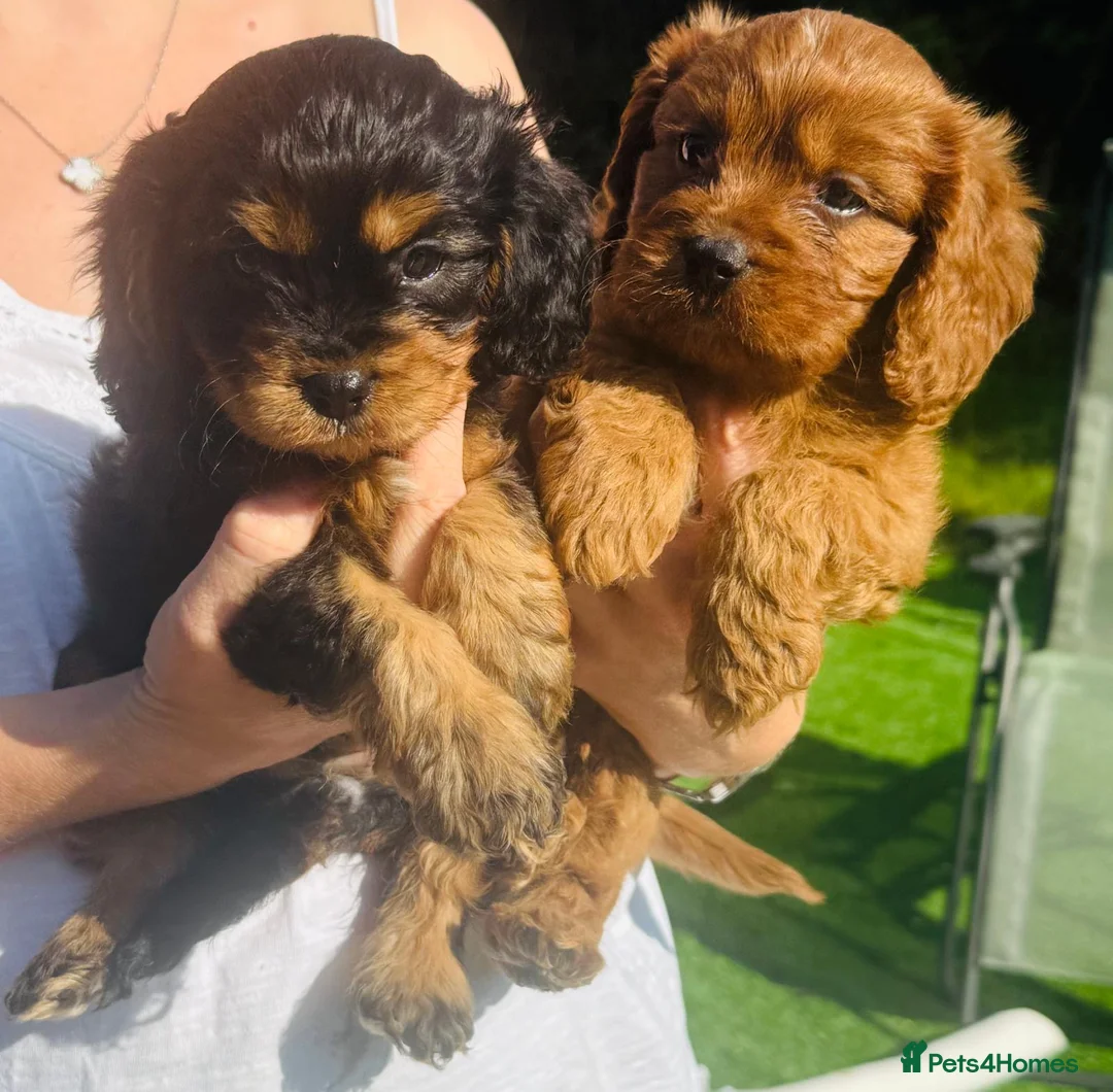 Cavapoo dogs for sale: Fully tested Cavapoo’s F1 💙❤️ - Advert 1