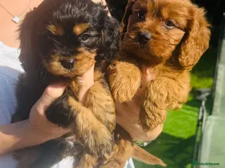 Cavapoo dogs Fully tested Cavapoo’s F1 💙❤️ - Advert 1