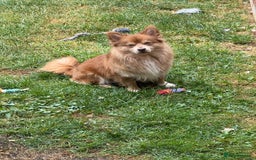 Pomchi dogs for stud: Marvel the pomchi  - Image 1