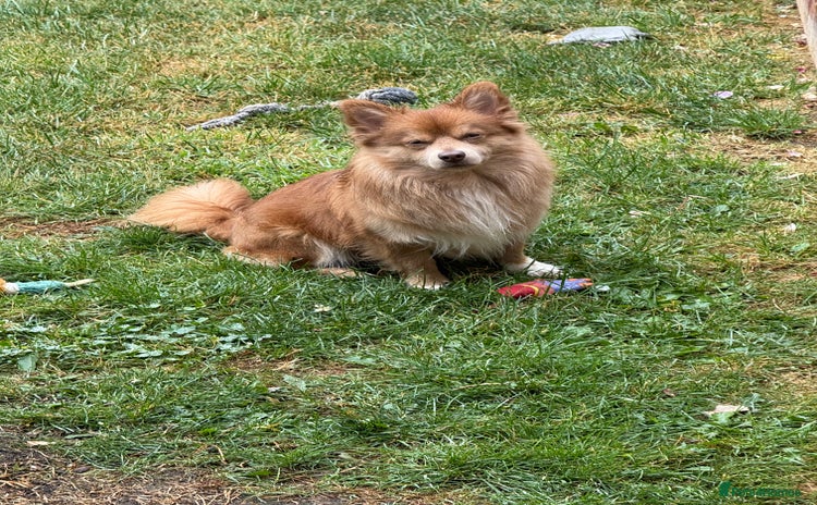 Pomchi dogs - Advert 1