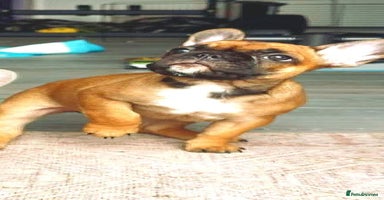 French Bulldog dogs - Advert 6